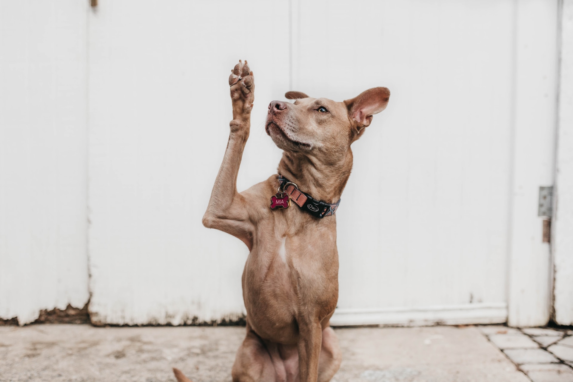 Dog in the driveway with one paw in the air
